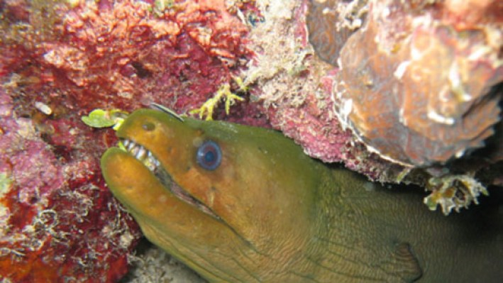 Green Moray (1)_353